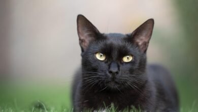 Oração do gato preto para ganhar no Jogo do Bicho